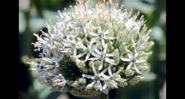 Allium hybr. 'Mount Everest'