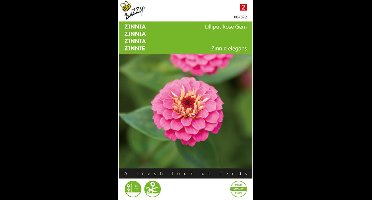 Zinnia Lilliput Rose Gem (Zinnia elegans)
