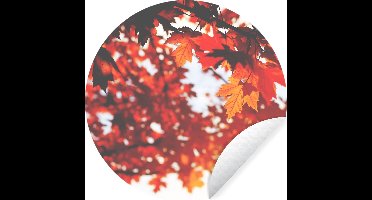 WallCircle - Muurstickers - Behangcirkel - Herfstbladeren - Landelijke decoratie - Zon - 30x30 cm - Muurcirkel - Zelfklevend - Ronde Behangsticker