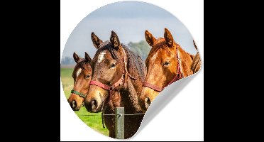 WallCircle® - Behangcirkel 30x30 cm - Muurstickers Paarden - Hek - Zomer - Muurcirkel woonkamer - Wandcirkel slaapkamer - Kamer decoratie zelfklevend - Muurdecoratie accessoires