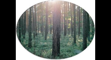 WallClassics - Dibond Ovaal - Bos met Zonnestralen - 68x51 cm Foto op Ovaal (Met Ophangsysteem)