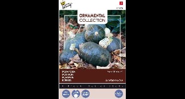 Buzzy® Ornamental, Pompoen Sweet Mama F1