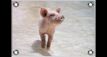 Tuinposter –Schattig Roze Varkentje Lopend in Water– 120x80 Foto op Tuinposter (wanddecoratie voor buiten en binnen)