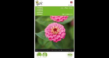 Zinnia Lilliput Rose Gem (Zinnia elegans)