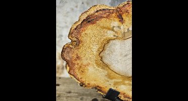 Versteend hout beeld