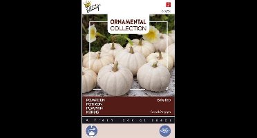 Buzzy® Ornamental, Pompoen Baby Boo