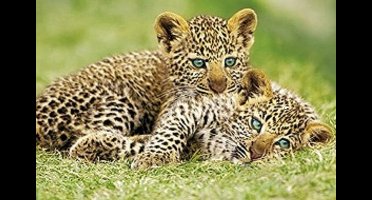 Jachtluipaarden poster - cheeta - puppies - savanne - Afrika - 61 x 91.5 cm.