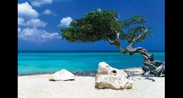 Poster Tom Mackie - Divi Divi Tree 91,5x61cm