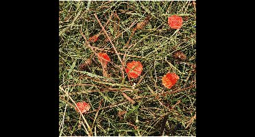 Flamingo - Berghooi Met Wortel - Bruin - 500 gr