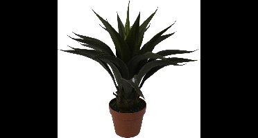 Agave - 60 cm