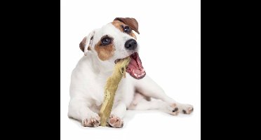 Back Zoo Nature Wolf Wood - Small