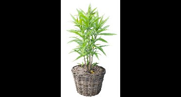 Van Der Leeden Planten of bloemen mand - rond - rotan - gevlochten riet - D30 x H27 cm - plantenmand - bloempot - bloemenmand