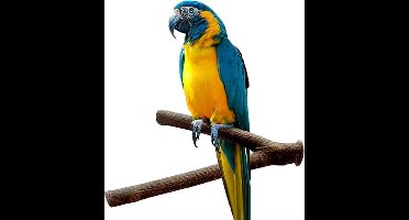 Hiden - Zitstok Vogel - Zitstokken Vogels - Parkiet - Vogelkooi - Huisdier accessoires - Vogels