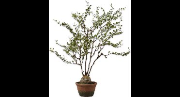 Silk-ka Kunstplant voor Binnen Muehlenbeckia Groen 66 cm