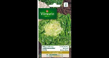 Andijvie Breedblad Grosse Bouclée 2