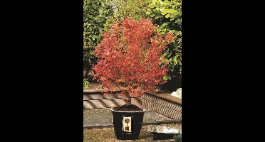 Acer palmatum Wilson's Pink Dwarf - Pot 3 Liter - Bladkleur van Roze / Groen in de Lente en Oranje in de Herfst.