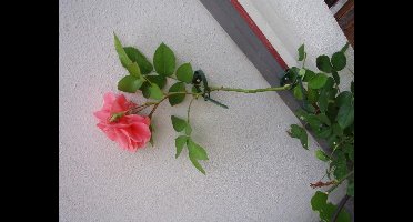 2 stuks Klimplantgeleiders met rattenstaartsluiting dia. 25-45mm set a 6 stuks Nature