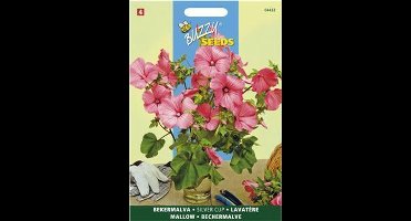 Bekermalva Silver Cup - Lavatera trimestris
