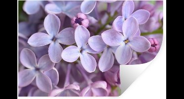 Muurstickers - Sticker Folie - Close up van paarse seringen bloemen - 30x20 cm - Plakfolie - Muurstickers Kinderkamer - Zelfklevend Behang - Zelfklevend behangpapier - Stickerfolie