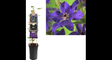 Klimplant Clematis The President (Bosrank)