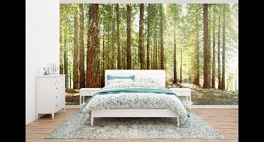 Behang - Fotobehang Bos in het Nationaal park Redwood in Noord-Amerika - Breedte 395 cm x hoogte 220 cm