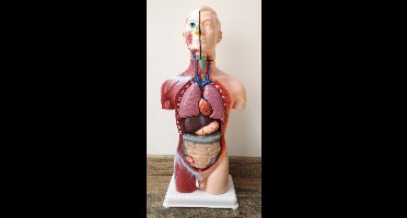 M.T.C© 45cm-GROOT- Anatomisch model-torso-lichaam-met uitneembare organen-leer model-groot torso