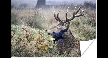 Poster Hert - Vogel - Bos - 30x20 cm