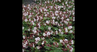 6 x Geranium macrorrhizum Spessart - Ooievaarsbek in 9x9cm pot met hoogte 5-10cm