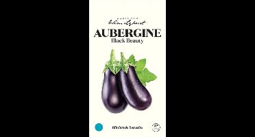Aubergine Black Beauty - zaaigoed Wim Lybaert - Krachtige aubergine met donkerpaarse vruchten