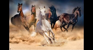Paarden poster - galop - 61 x 91.5 cm