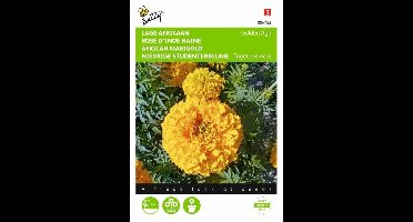 Afrikaan Golden Age - Tagetes erecta