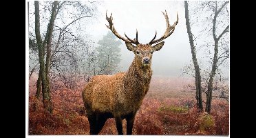 Poster Hert in het bos - 61 x 91,5 - Papier - REINDERS