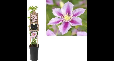 Klimplant Clematis Piilu - Roze Bosrank