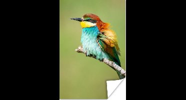 Poster Vogel - Dieren - Bijeneter - 20x30 cm