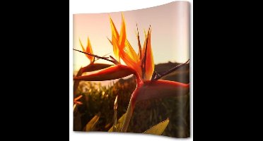 Pop-Up Magnetic Curved 3 X 3 met Soft Trolley - Syna PUM33C-ST - Horeca & Professioneel