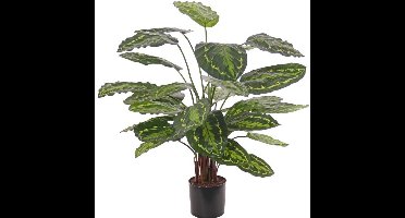 Kunstplant - Calathea Soseopicta hoogte 75cm