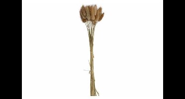 Boeket Cat Tails Natuur 10x10xh60cm Kraft Paper Bag