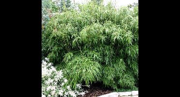 12 x Fargesia Rufa - Bamboe in C5 liter pot met hoogte 60-80cm