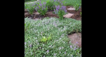 6 x Kleine Tijm / Kruiptijm - Winterharde Bodembedekkers - Thymus serpyllum in 9x9cm pot met hoogte 5-10cm
