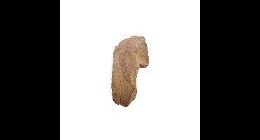 Ammoniet, Marokko, nr. 187 - 13 cm - bruin