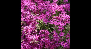25 x Kruipphlox of Vlambloem Rood - Bodembedekker Wintergroen - Phlox subulata 'Atropurpurea' in 9x9cm pot met hoogte 5-10cm