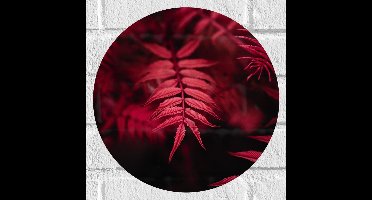 WallClassics - Muursticker Cirkel - Rood Licht vallend op Smalle Bladeren - 30x30 cm Foto op Muursticker