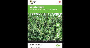 Buzzy Tijm Echte Winter Thymus vulgaris