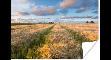 Poster Gerstvelden in Groningen - 30x20 cm