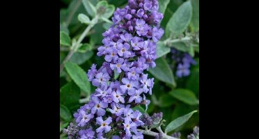 4 x Dwergvlinderstruik Lavender Flow Blauw|Paars - Winterharde Bloeiende Borderplant - Buddleja Free Petite 'Lavender Flow' in C2(liter) pot met hoogte 10-30cm