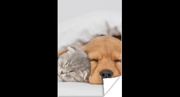 Poster huisdieren - hond - Kat - Deken - 20x30 cm