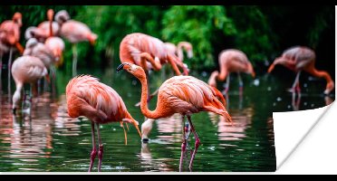 PosterMonkey - Poster - Fotolijst - Vogel - Water - Flamingo - Tropical - Dieren - 120x60 cm - Poster in lijst - Poster flamingo - Foto met lijst - Poster met kader