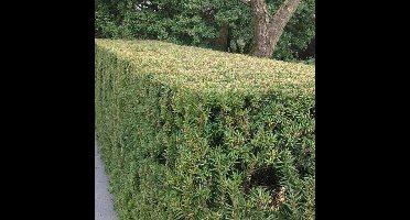 6 x Taxushaag of Venijnboom - Wintergroene Haagplant - Taxus baccata in C1(liter) pot met hoogte 20-30cm