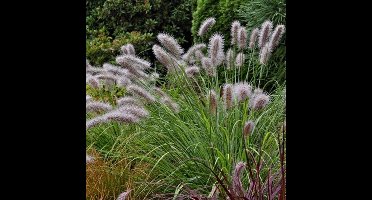 50 x Lampenpoetsersgras Moudry - Siergras met Pluim - Pennisetum alopecuroides 'Moudry' in 9x9cm pot met hoogte 5-10cm
