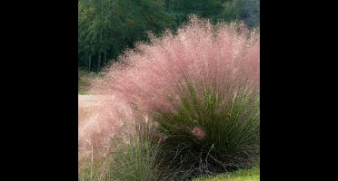 25 x Muhlenbergia Rood|Roze - Siergras Winterhard - Muhlenbergia capillaris in 9x9cm pot met hoogte 5-10cm